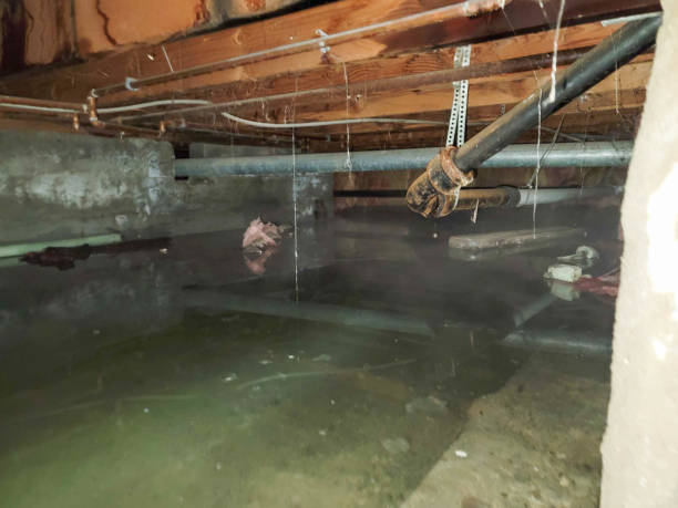 Best Sewage cleanup and water damage restoration  in Rice, MN